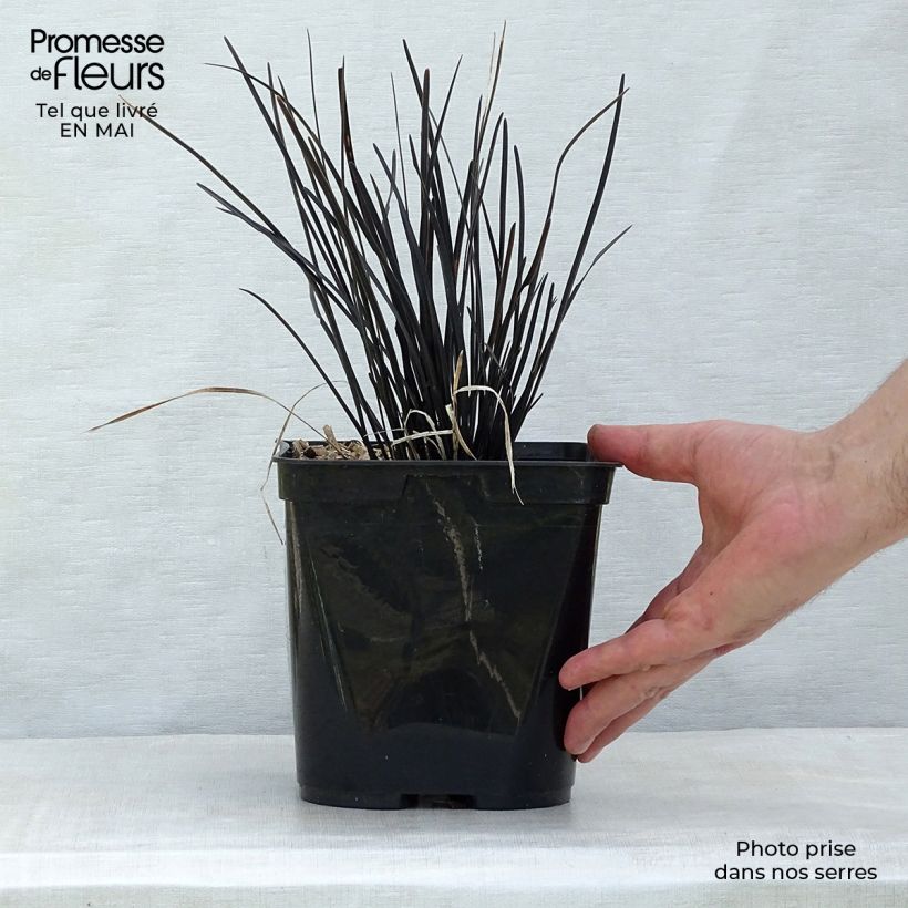 Example of Ophiopogon planiscapus Hosoba Kokuryu Vaso da 2L/3L as you get in printemps