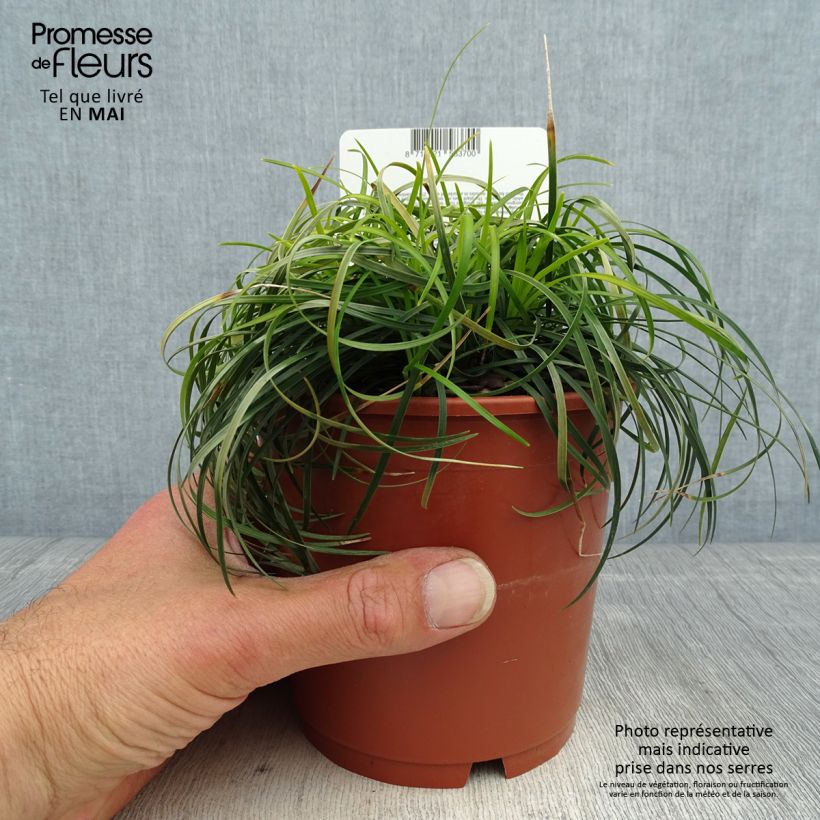 Example of Ophiopogon chingii Vaso da 1L/1,5L as you get in printemps