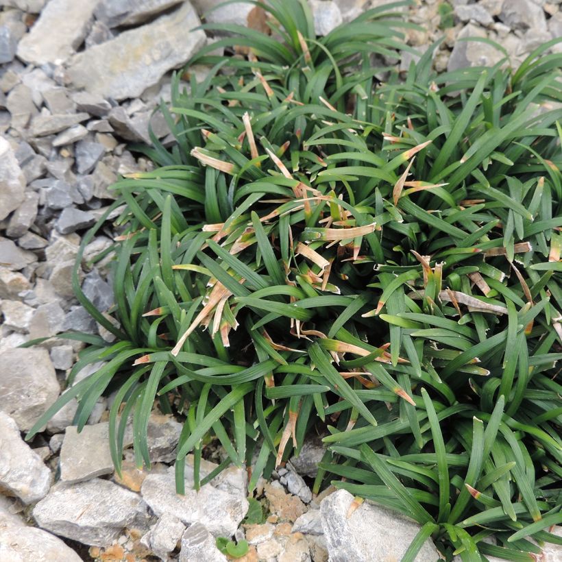 Ophiopogon japonicus Minor - Mughetto giapponese (Plant habit)