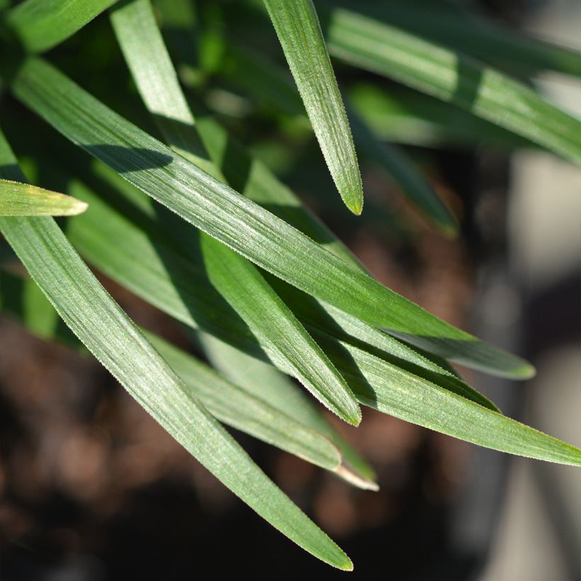 Ophiopogon japonicus Minor - Mughetto giapponese (Foliage)