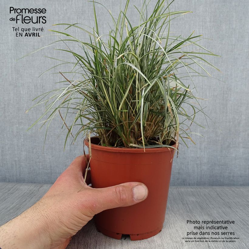 Example of Ophiopogon japonicus Silver Mist - Mughetto giapponese Vaso da 1L/1,5L as you get in printemps