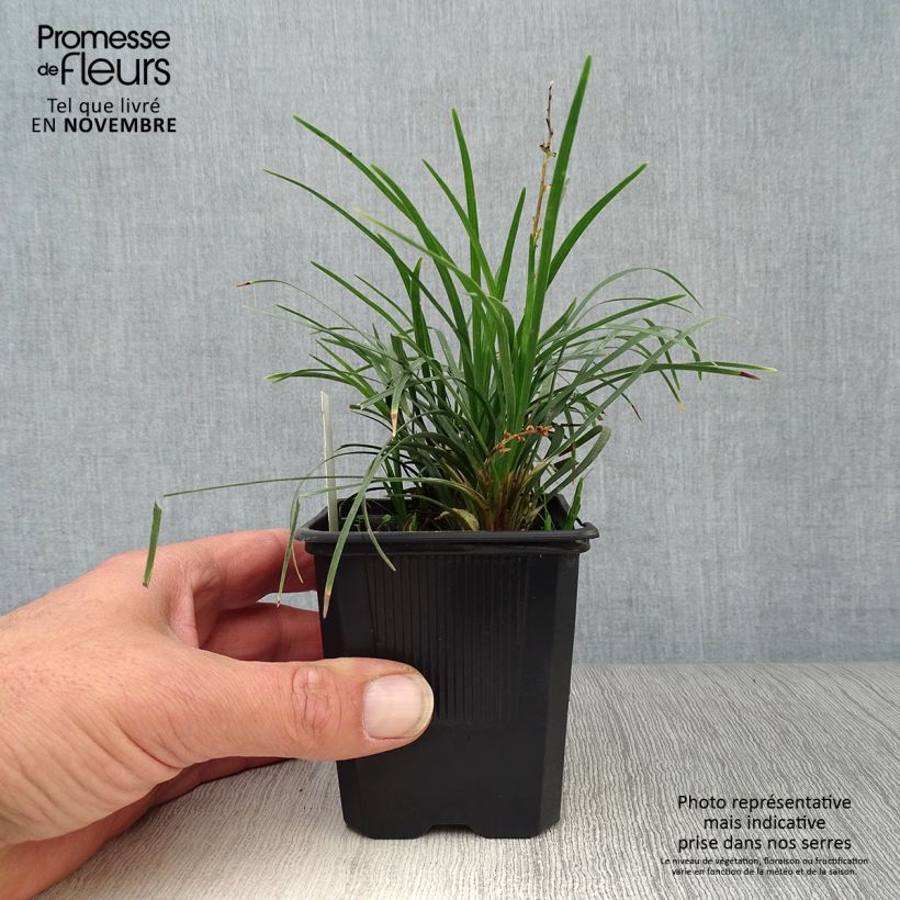 Esemplare di Ophiopogon japonicus - Mughetto giapponese Vasetto da 8/9 cm come consegnato in autunno