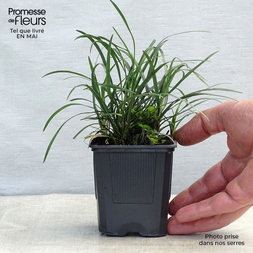 Example of Ophiopogon japonicus - Mughetto giapponese Vasetto da 8/9 cm as you get in printemps