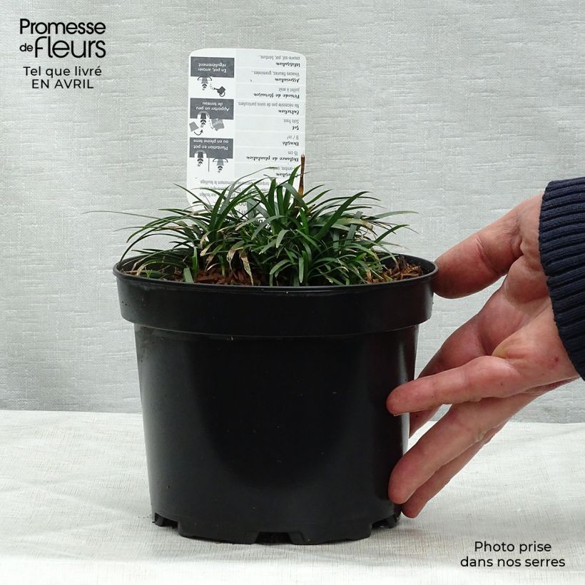 Example of Ophiopogon japonicus - Mughetto giapponese Vaso da 2L/3L as you get in printemps