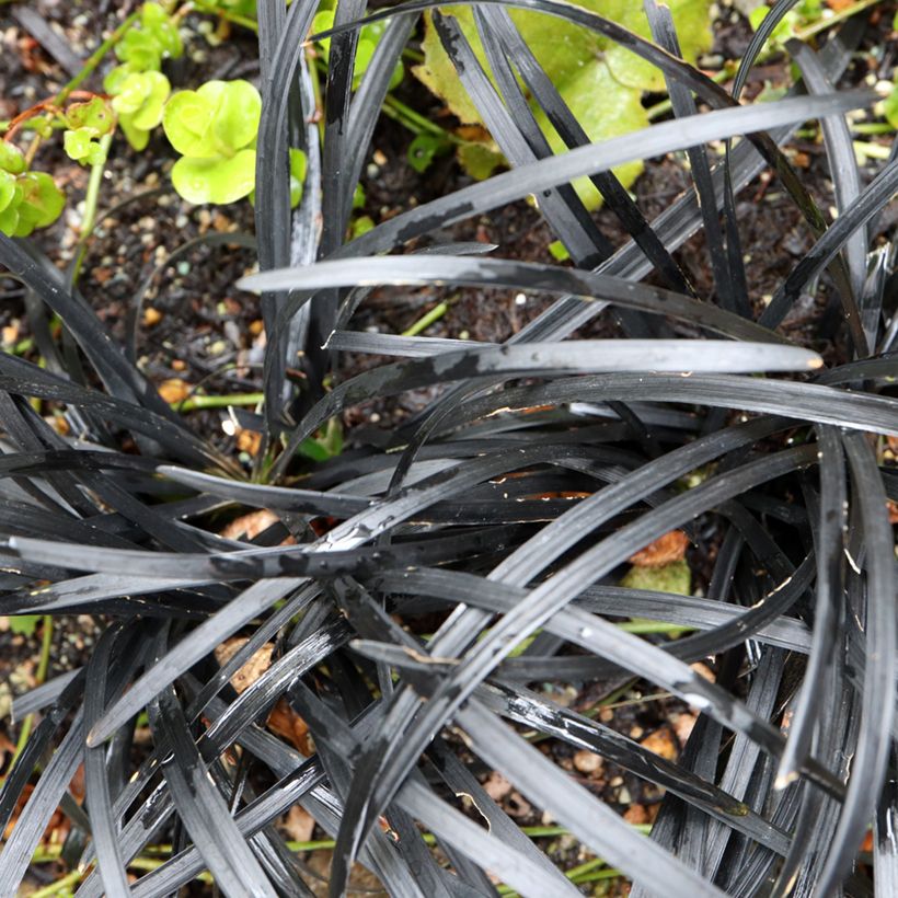Ophiopogon planiscapus Black Dragon (Fogliame)