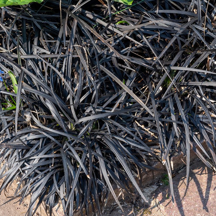 Ophiopogon planiscapus Black Dragon (Porto)
