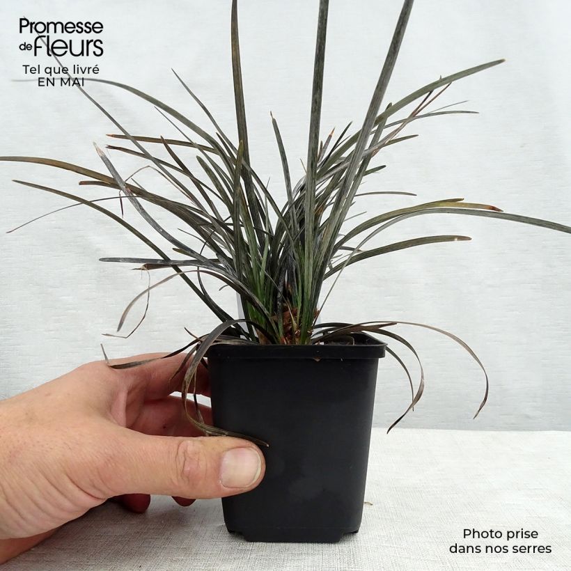 Ophiopogon planiscapus Nigrescens Vasetto da 8/9 cm esemplare consegnato in primavera