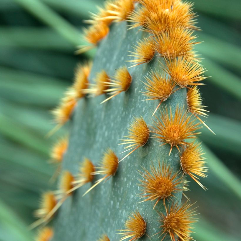 Opuntia aciculata - Fico d' India (Fogliame)