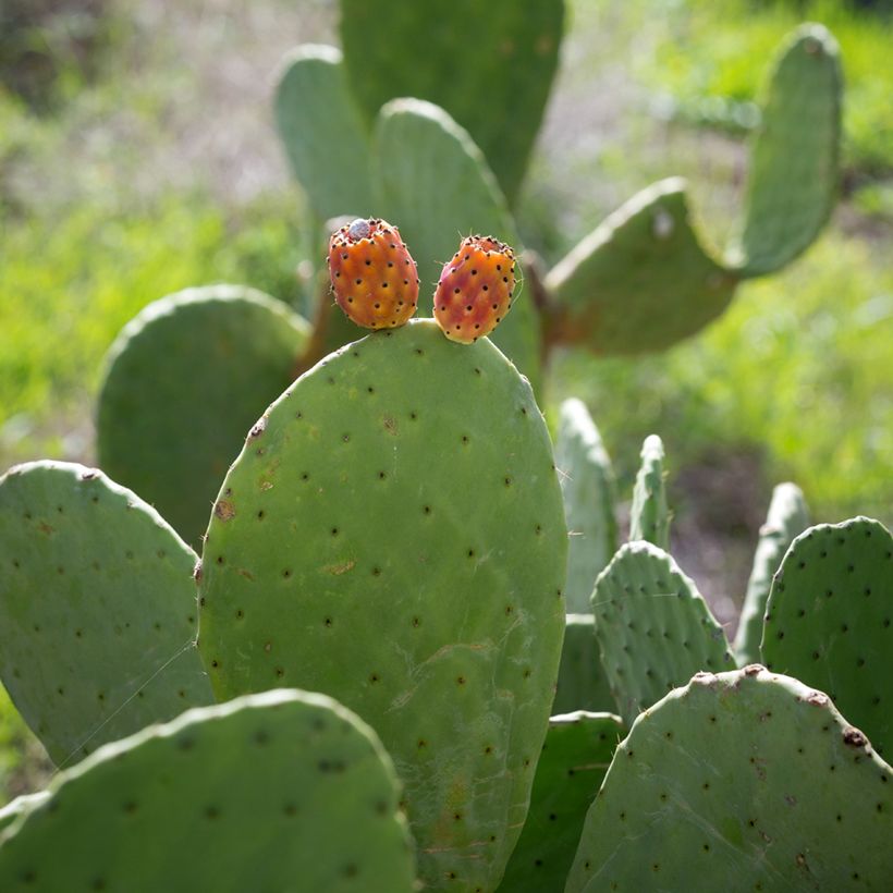 Opuntia aciculata - Fico d' India (Raccolta)