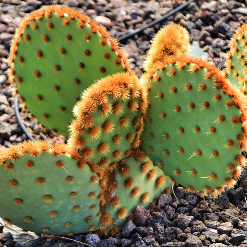 Opuntia aciculata - Fico d' India (Porto)