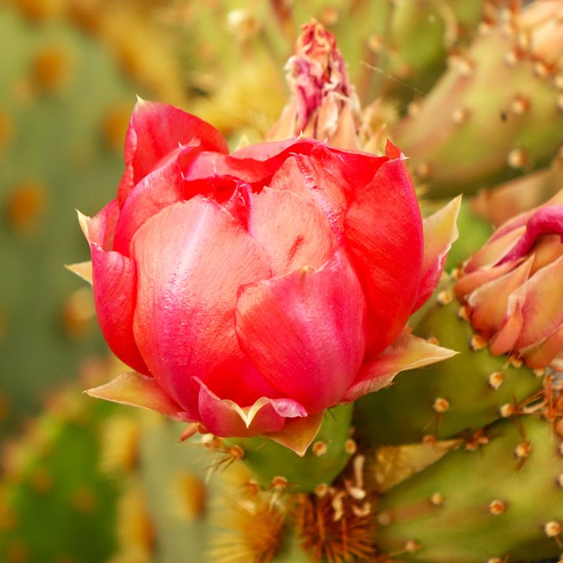Opuntia aciculata - Fico d' India (Fioritura)