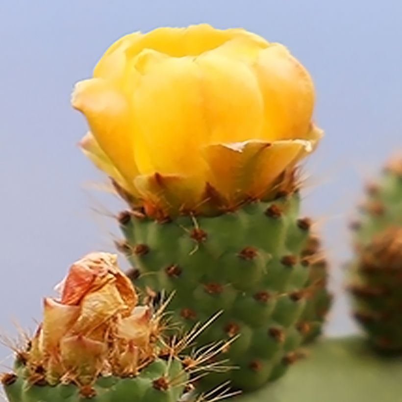 Opuntia engelmannii var. alta (Flowering)