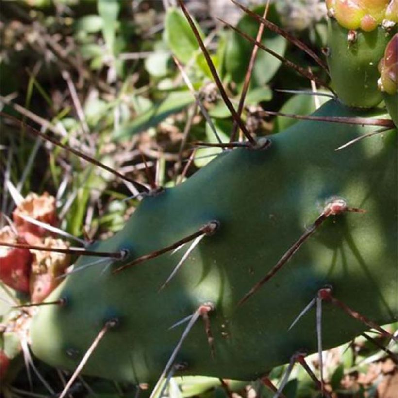 Opuntia anacantha - Fico d'India senza spine (Foliage)