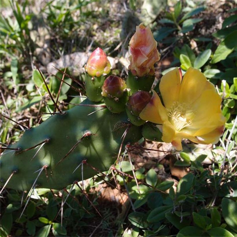 Opuntia anacantha - Fico d'India senza spine (Flowering)