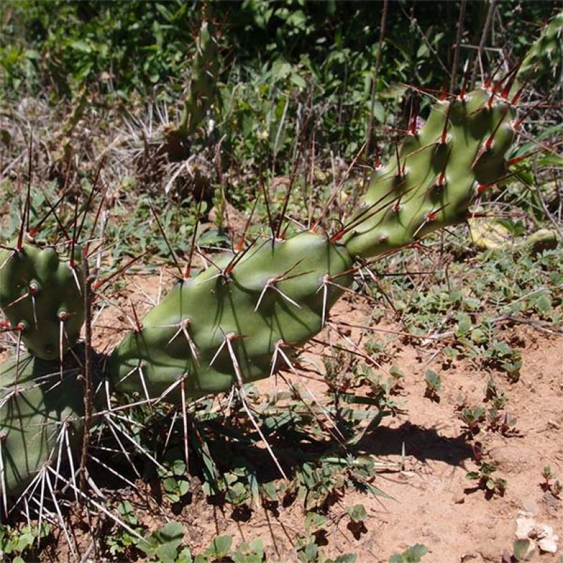 Opuntia anacantha - Fico d'India senza spine (Plant habit)