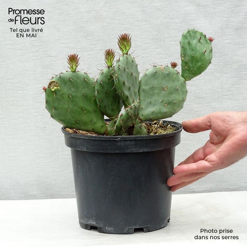 Example of Opuntia atrispina Vaso da 4L/5L as you get in printemps