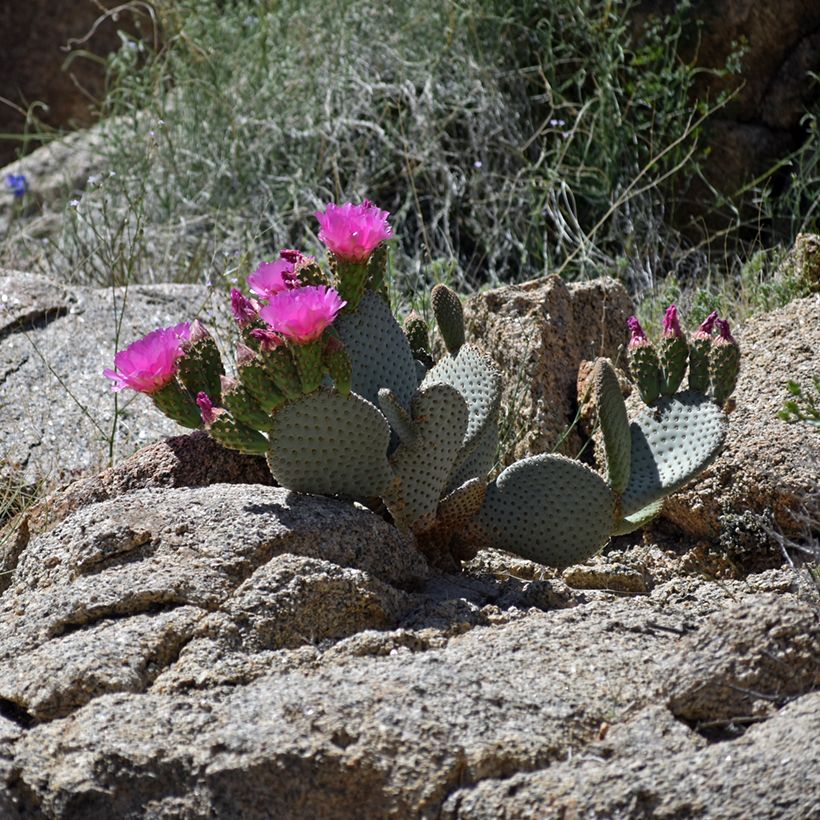 Opuntia basilaris - Cactus (Porto)