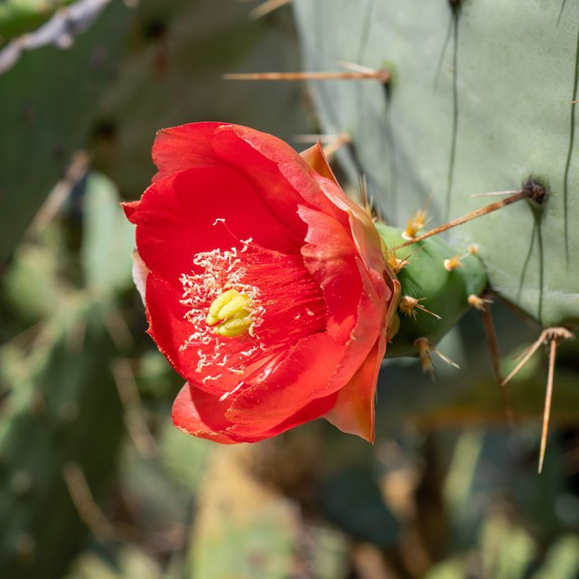 Opuntia bergeriana - Cactus (Fioritura)