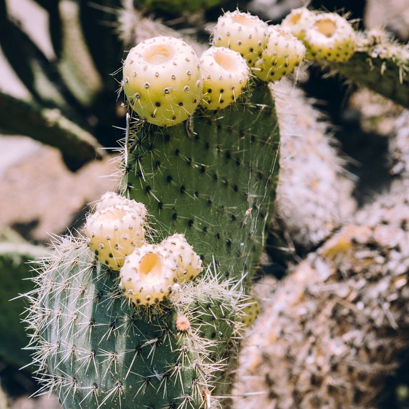 Opuntia bergeriana - Cactus (Raccolta)