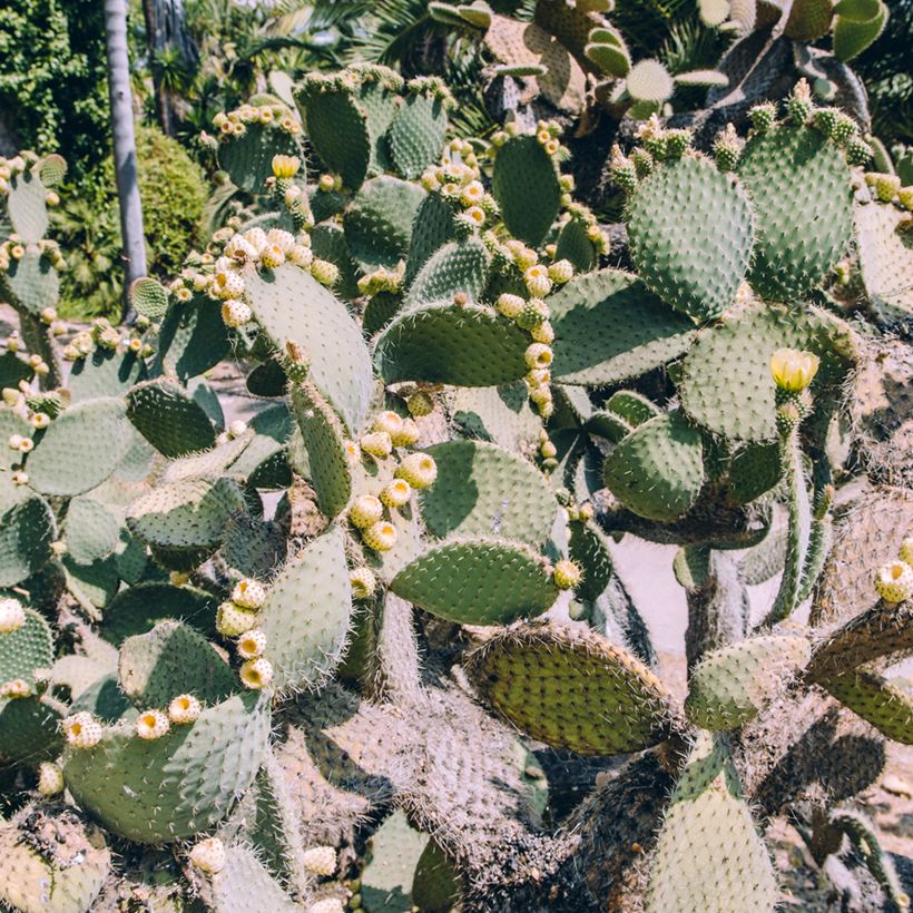 Opuntia bergeriana - Cactus (Porto)