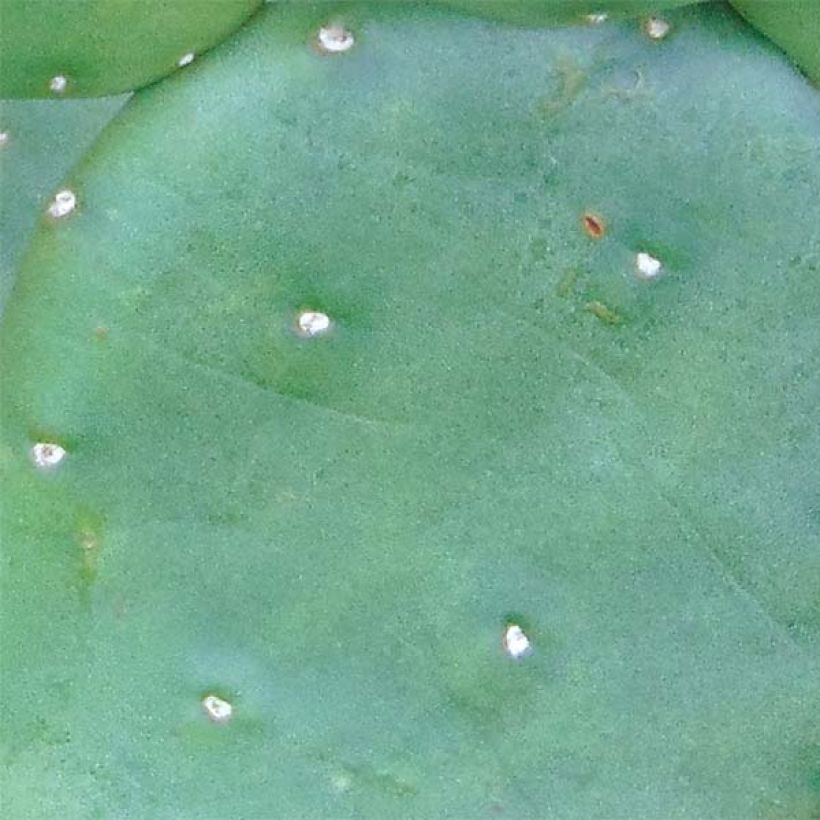 Opuntia compressa Millevaches (Foliage)