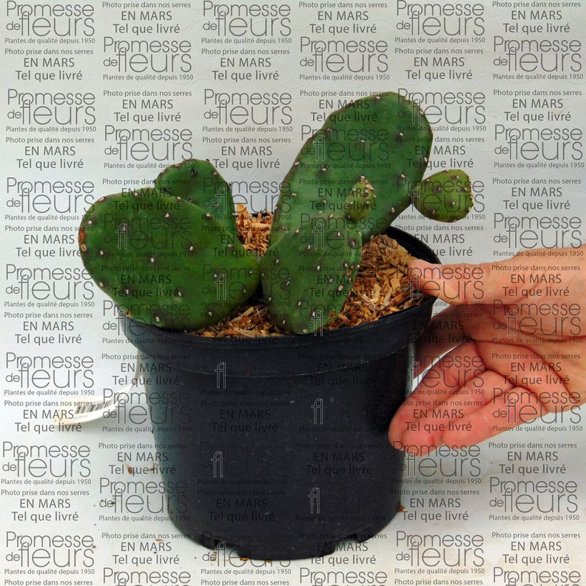 Example of Opuntia compressa Millevaches Vaso da 2L/3L as you get