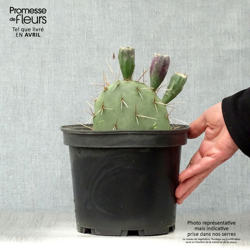 Example of Opuntia discata Vaso da 4L/5L as you get in printemps