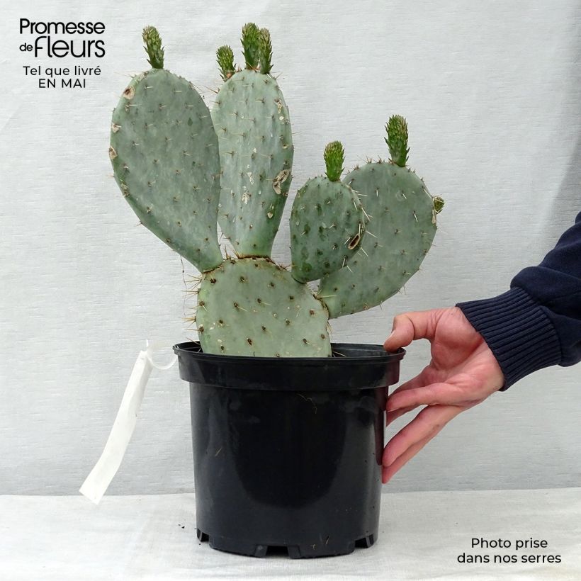 Opuntia dulcis Vaso da 4L/5L esemplare consegnato in primavera