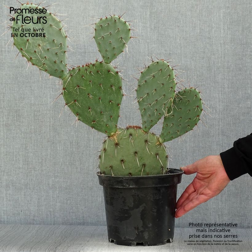Esemplare di Opuntia dulcis Vaso da 4L/5L come consegnato in autunno