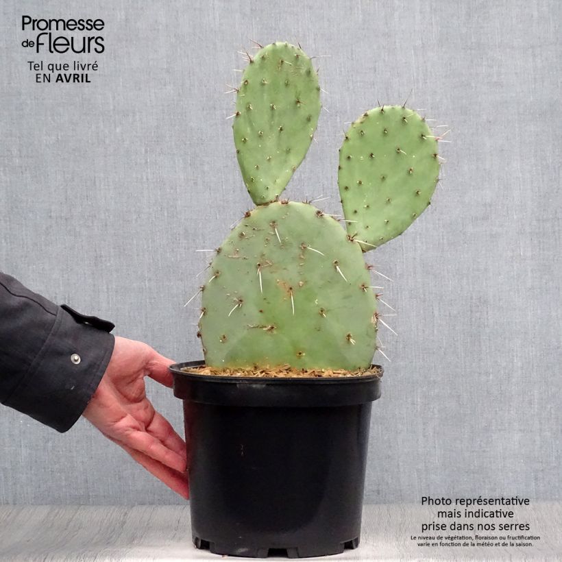 Example of Opuntia engelmannii Vaso da 4L/5L as you get in printemps