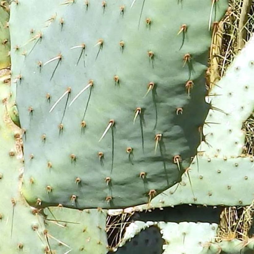 Opuntia engelmannii var.linguiformis (Fogliame)