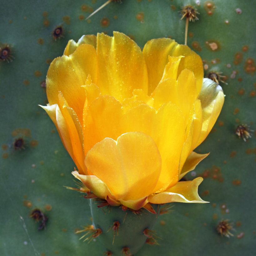 Opuntia engelmannii var.linguiformis (Fioritura)