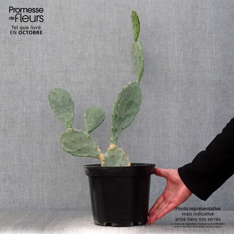 Esemplare di Opuntia engelmannii var. rastrera Vaso da 4L/5L come consegnato in autunno
