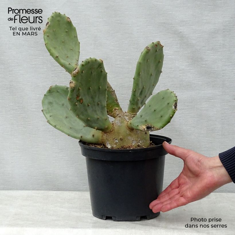 Example of Opuntia engelmannii var. rastrera Vaso da 4L/5L as you get in printemps