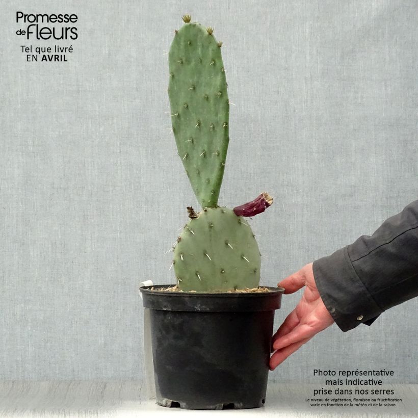 Opuntia gregoriana Vaso da 4L/5L esemplare consegnato in primavera