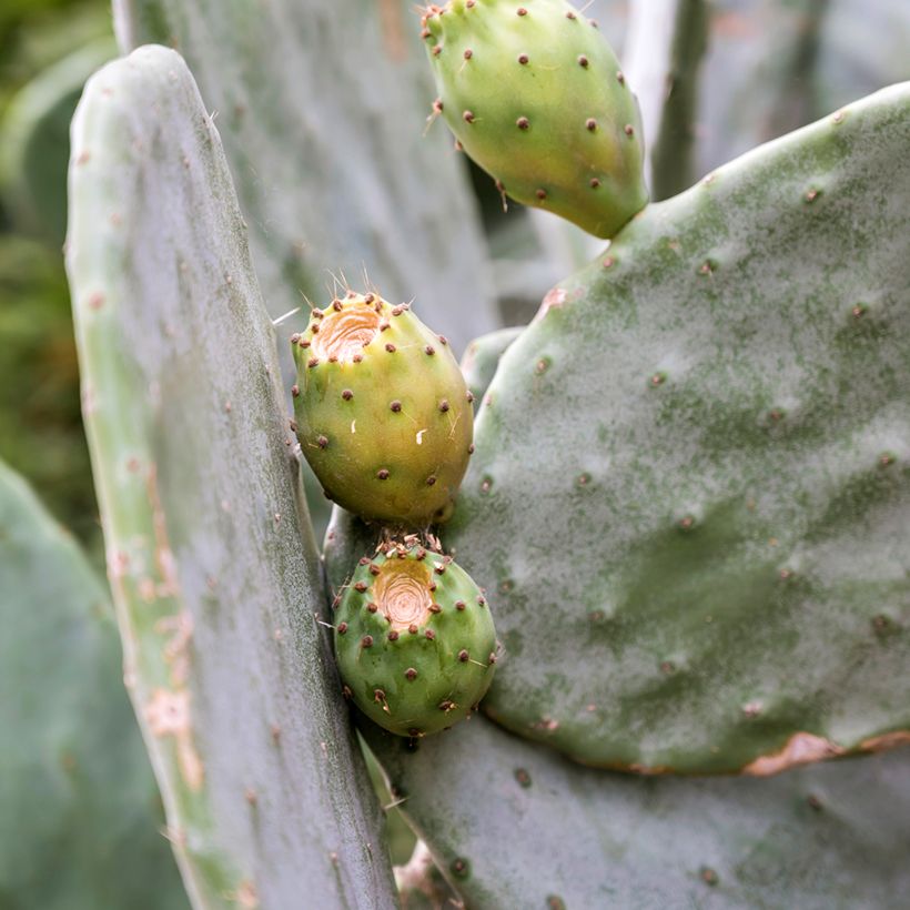 Opuntia leucotricha - Fico d' India (Raccolta)