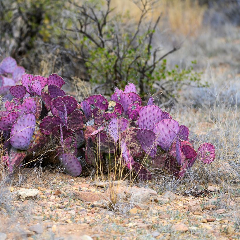 Opuntia macrocentra (Porto)