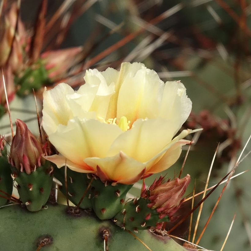 Opuntia macrocentra (Fioritura)