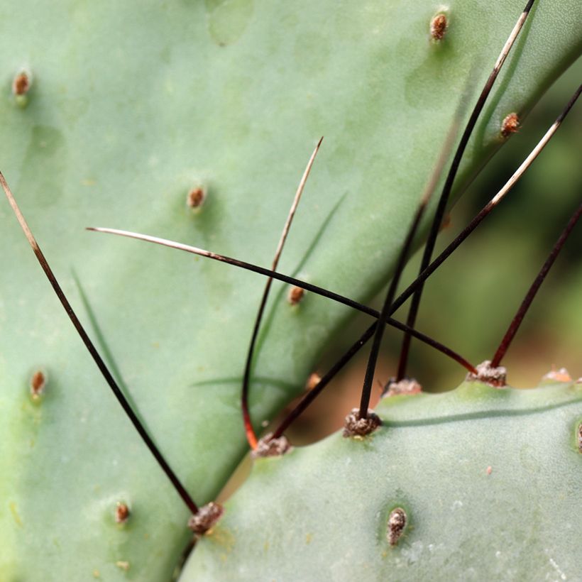 Opuntia macrocentra (spine nere) - Cactus (Fogliame)
