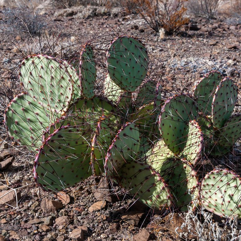 Opuntia macrocentra (spine nere) - Cactus (Porto)