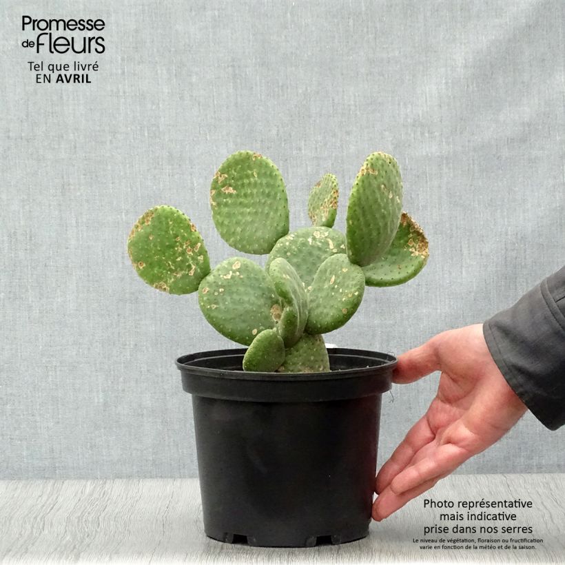Opuntia microdasys Caress Vaso da 3L/4L esemplare consegnato in primavera