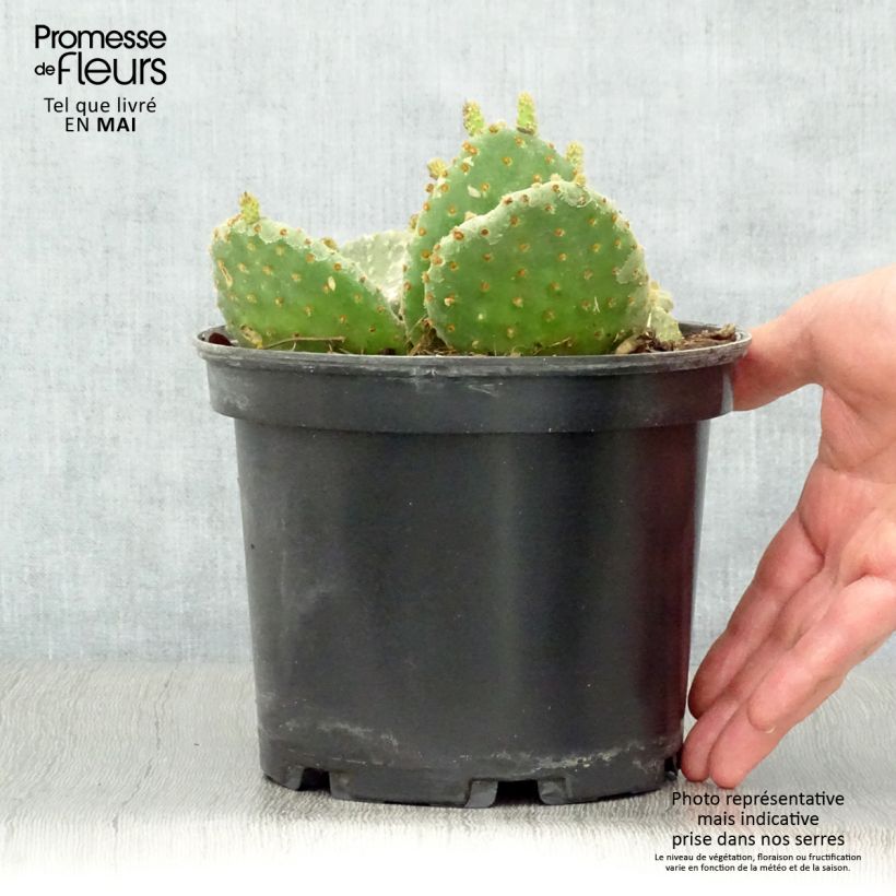 Opuntia microdasys Vaso da 2L/3L esemplare consegnato in primavera