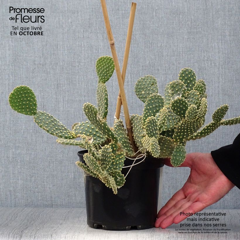 Esemplare di Opuntia microdasys Vaso da 2L/3L come consegnato in autunno