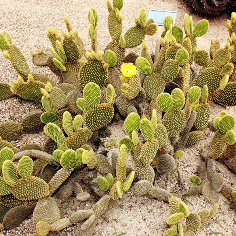 Opuntia microdasys var. pallida - Fico d'India (Porto)