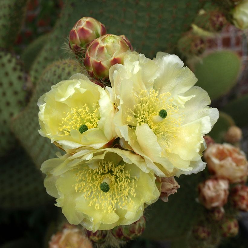 Opuntia microdasys var. rufida - Fico d'India (Flowering)