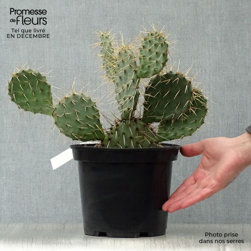 Opuntia phaeacantha Mojavensis Vaso da 4L/5L esemplare consegnato in inverno