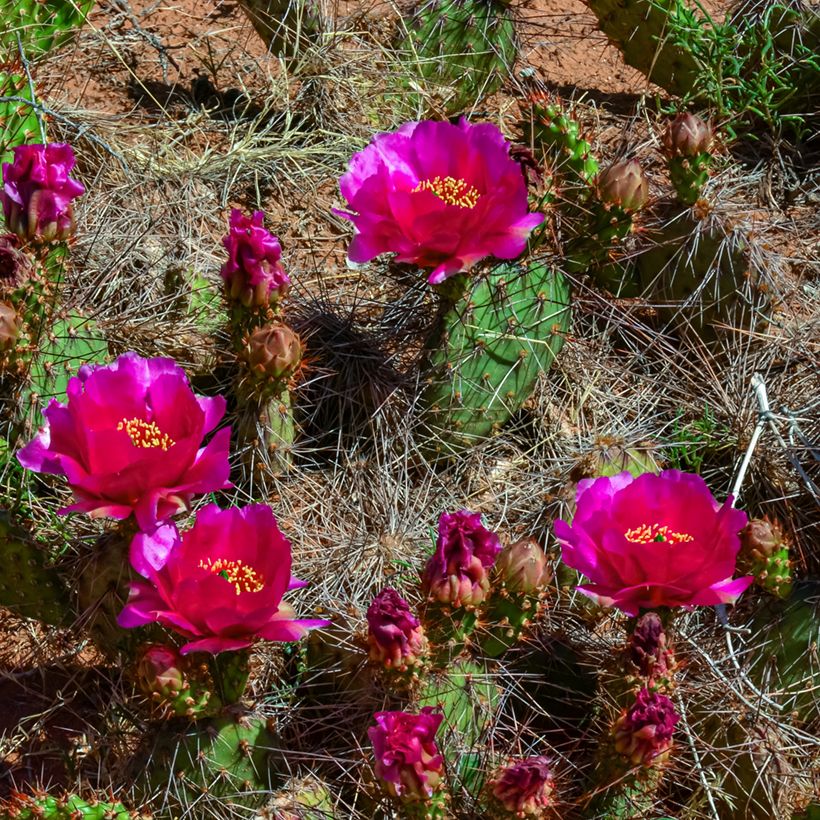 Opuntia polyacantha  - Fico d' India (Fioritura)