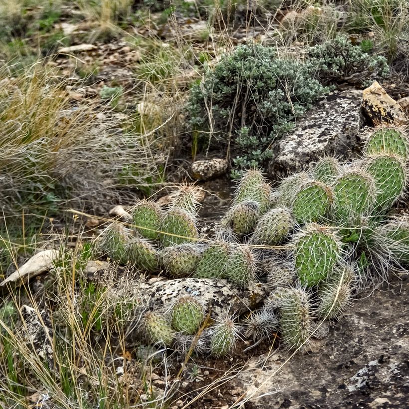 Opuntia polyacantha  - Fico d' India (Porto)