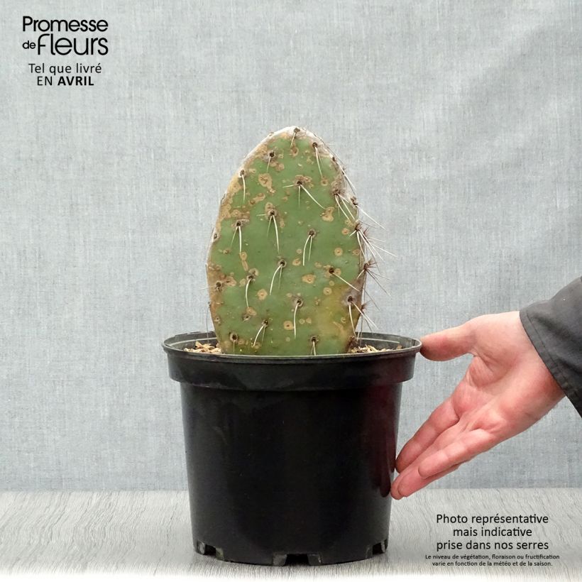 Example of Opuntia sanguinicola Vaso da 4L/5L as you get in printemps