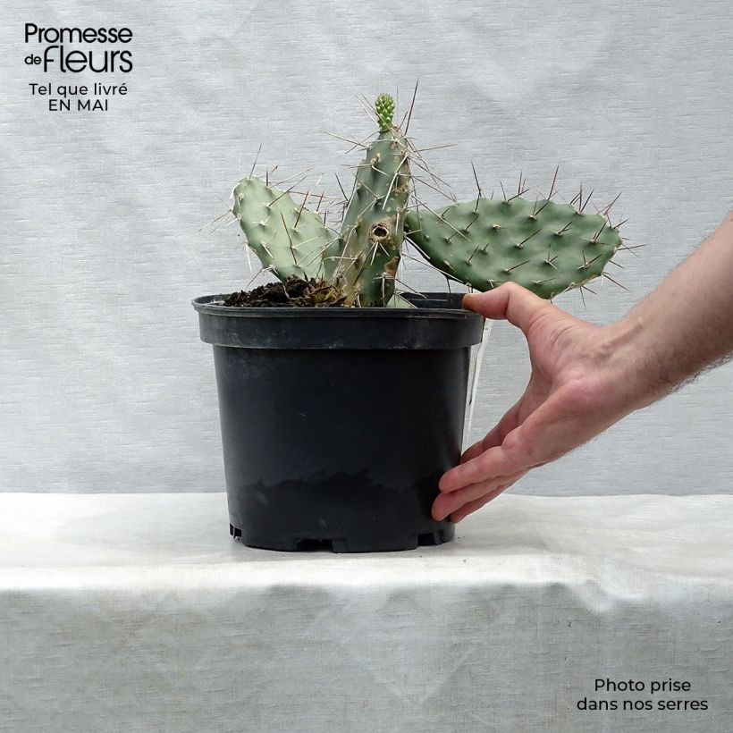 Opuntia sulfurea Vaso da 3L/4L esemplare consegnato in primavera